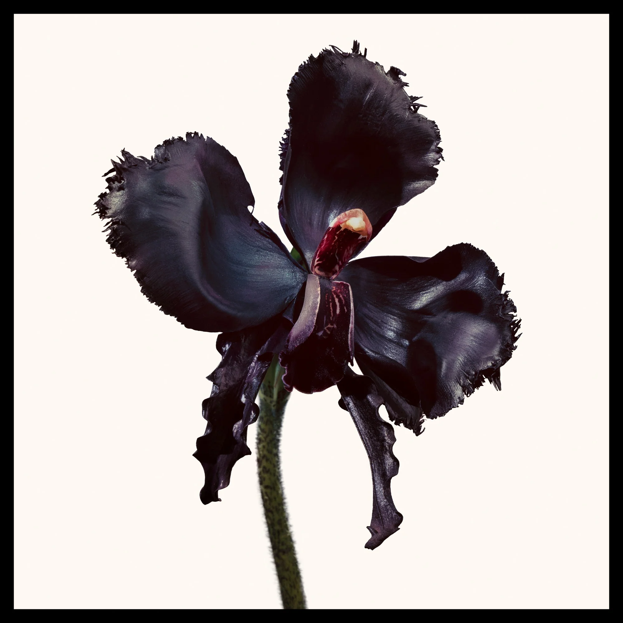 Black Orchid Reserve Parfum - Image 7